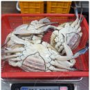 마산 어시장 대게 가격 새조개 맛집 삼포수산 제철해산물 포장배달 좋아써