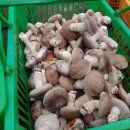 정택농장 이미지