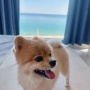 사랑아멍멍해 이미지