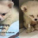 모란시장 이미지