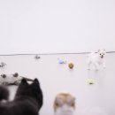 퍼피스프링 강서점 이미지