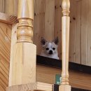 여수 댕댕이 애견 가족펜션 골드 이미지