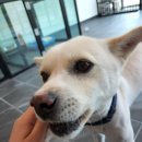 개미애견미용실 이미지