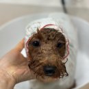 그루머솔 이미지