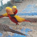 금계농장 이미지