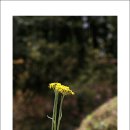 솜방망이 이미지