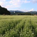 봉평메밀밭 이미지