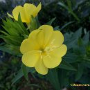 달맞이밤 이미지