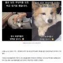 "6살 손녀 찾듯 동네 배회"…홀로 남은 반려견 푸딩이 구조됐다 이미지
