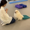 헬로우버디 | 수지애견유치원 반려견이 행복한 천국, 헬로우버디 후기