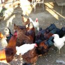 인천농장 이미지