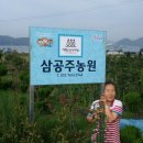 삼공주 농원 이미지