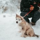 펫플래닛 이미지