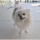 애견멀티샵 이미지