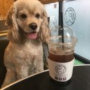 (주)펫앤조이 | 별내 토이스퍼피앤조이 ,의정부 애견카페보다 백배만족 후기 :)