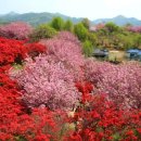 완산공원(아래) | 전주 완산공원 벚꽃 명소와 맛집 2026