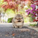 아담스펫 강아지분양 고양이분양 인천본점 이미지