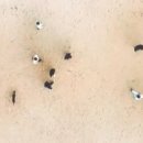 지리산 보더콜리 이미지