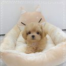 꽃강아지 이미지