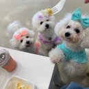 Adorable Canis (어도러블 케니스) | [공지] [비숑 가정견사] 펫샵과 가정분양과 가정견사의 차이점