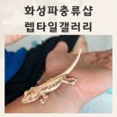 화성파충류샵 렙타일갤러리 릴리화이트 분양후기