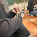 페릿 | [장소는비밀]실내동물원후기/페럿카페/라쿤카페/미어캣카페