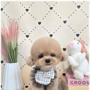 댕댕이 애견미용샵 이미지