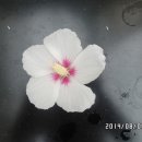 무지개화이트