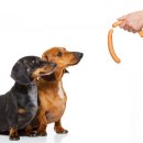 이삭애견훈련소 이미지