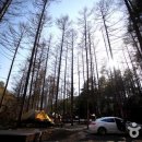 때묻지 않은 숲속 7성급 오토캠핑장, 청옥산자연휴양림캠핑장 이미지