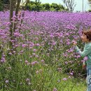 버들농원 이미지