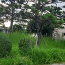 해운대해수욕장 입구가 더벅머리를 해서야 이미지