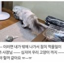 난참치