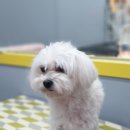 왈왈이발소 이미지