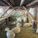 시현목장 이미지