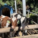 은희목장 이미지