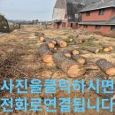 나무 벌목작업 개인사유지 개인주택 나무 자르기