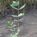 정선군농업기술센터 이미지