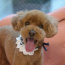 프로펫 애견샵 이미지