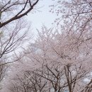 부천종합운동장 | [사진 맛집]부천종합운동장 벚꽃,진달래축제,원미산 나들이 후기