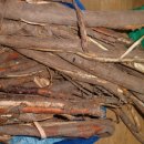 느릅나무뿌리 유근피. 벌나무 껍질 피 판매 이미지