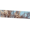 보아비양 이미지