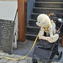 로띠에식당 | 건강한 비빔밥, 반려견과 나들이할 때 함께 가기좋은 밥집 '새벽식당' (로띠에 반려견유모차 실사용 후기)