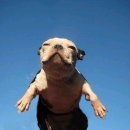 오늘의강아지 이미지