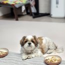 나나 애견 미용실 이미지