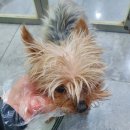 모란동물병원 이미지