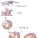 성모마음한의원 네이버블로그