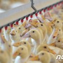 영암오리 이미지