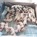 달마시안 이미지