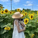 해바라기 애견 이미지